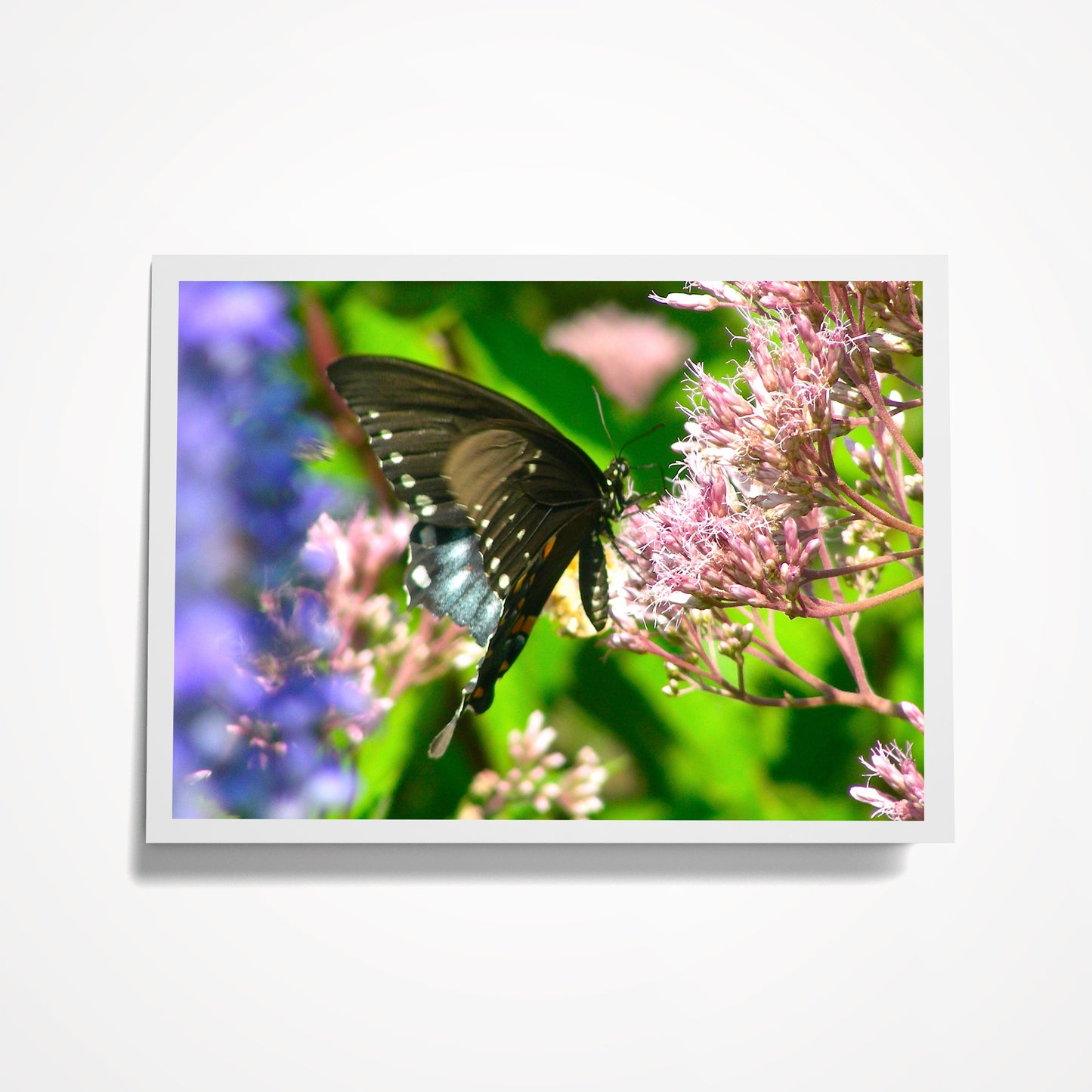 Photo Card, Blank 5"x7": Butterfly