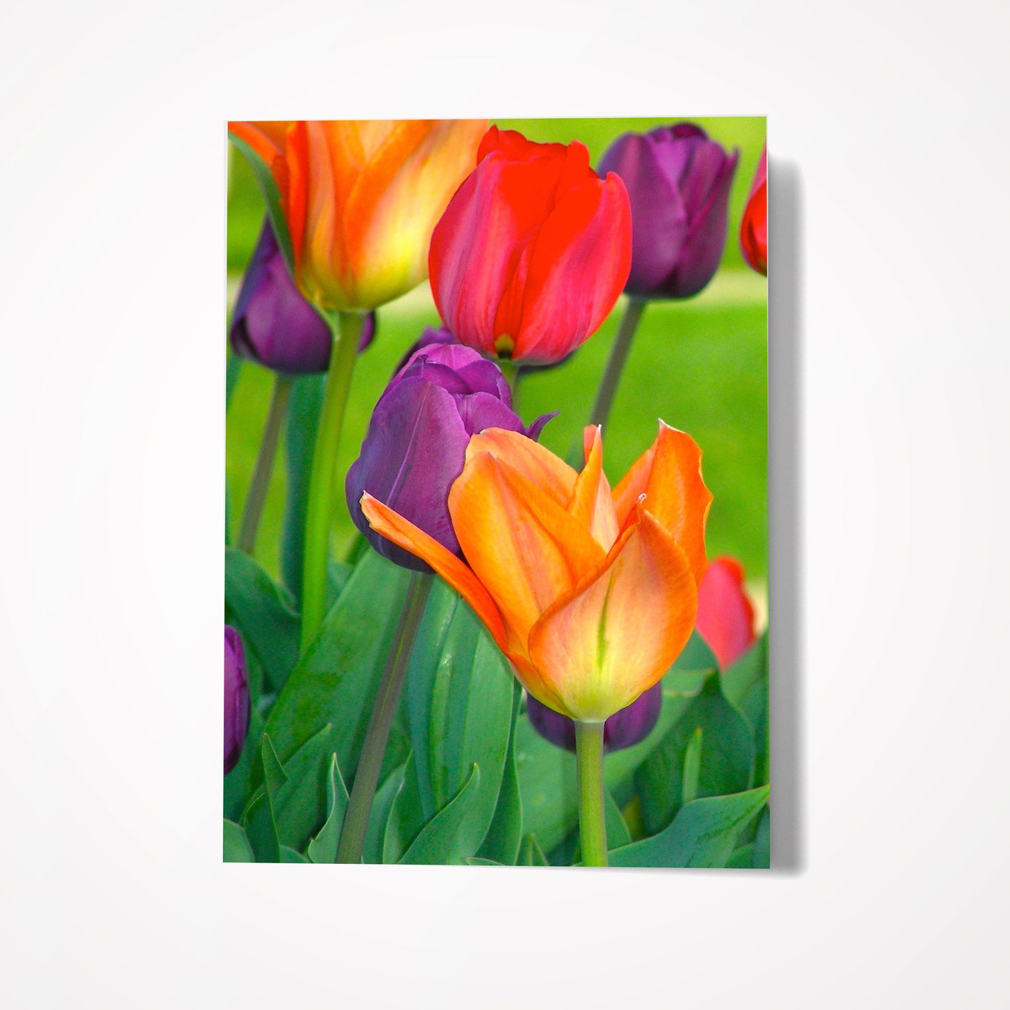 MINIATURE ENCLOSURE CARD: Field of Tulips. Blank Inside. Folded to size: 2.5"x 3.5"