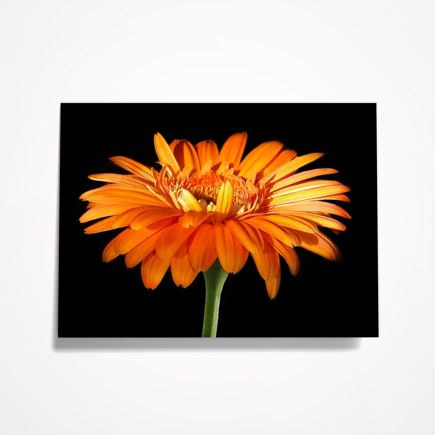 MINIATURE ENCLOSURE CARD: Orange Gerbera Daisy on Black. Blank Inside. Folded to size: 2.5"x 3.5"