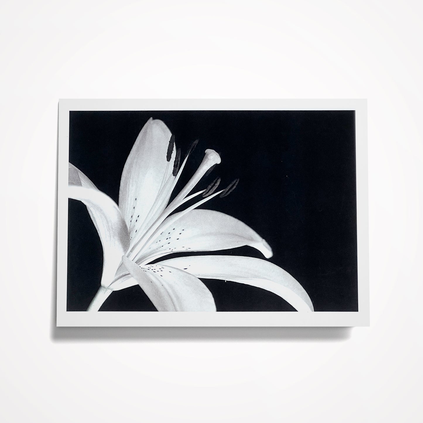 SET 1: (8) Assorted 5"x7" Floral Cards on Black; Blank Inside, (click on photo to see entire set)