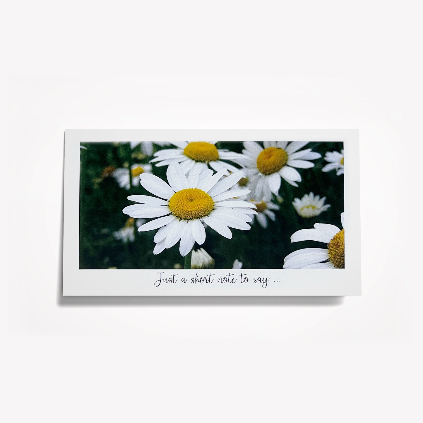 Short Notes: Field of White Daisies. Size: 6.25"x3.5"