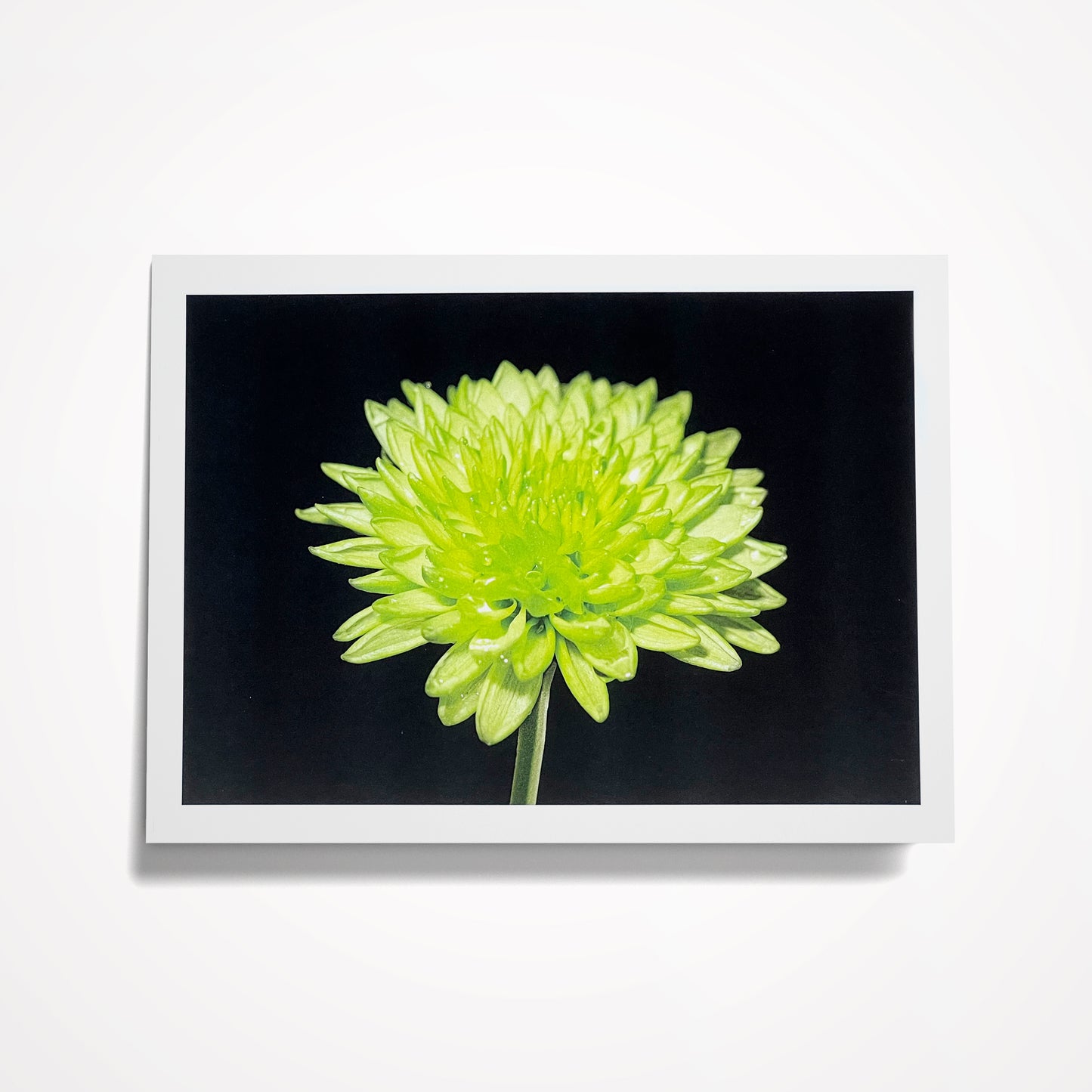 SET 1: (8) Assorted 5"x7" Floral Cards on Black; Blank Inside, (click on photo to see entire set)