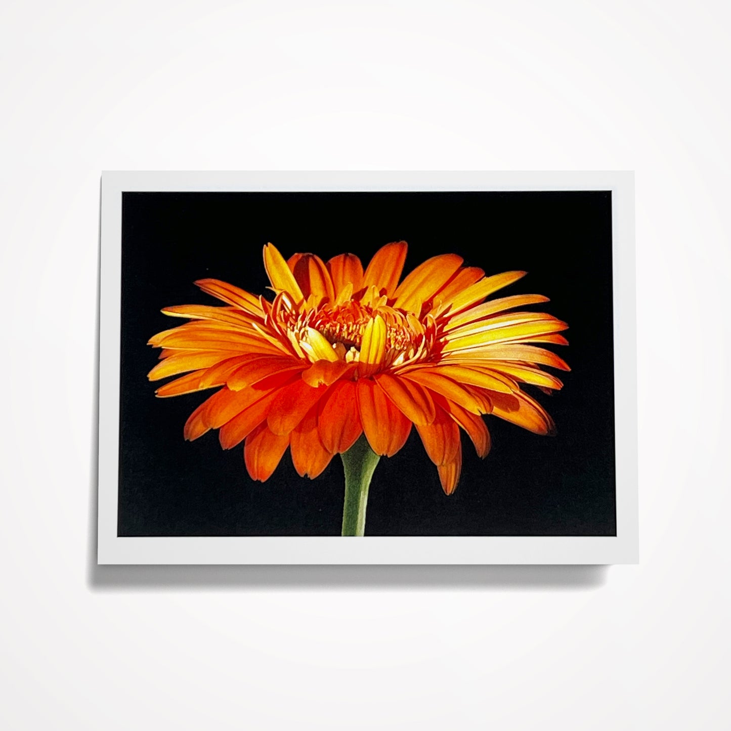 SET 1: (8) Assorted 5"x7" Floral Cards on Black; Blank Inside, (click on photo to see entire set)