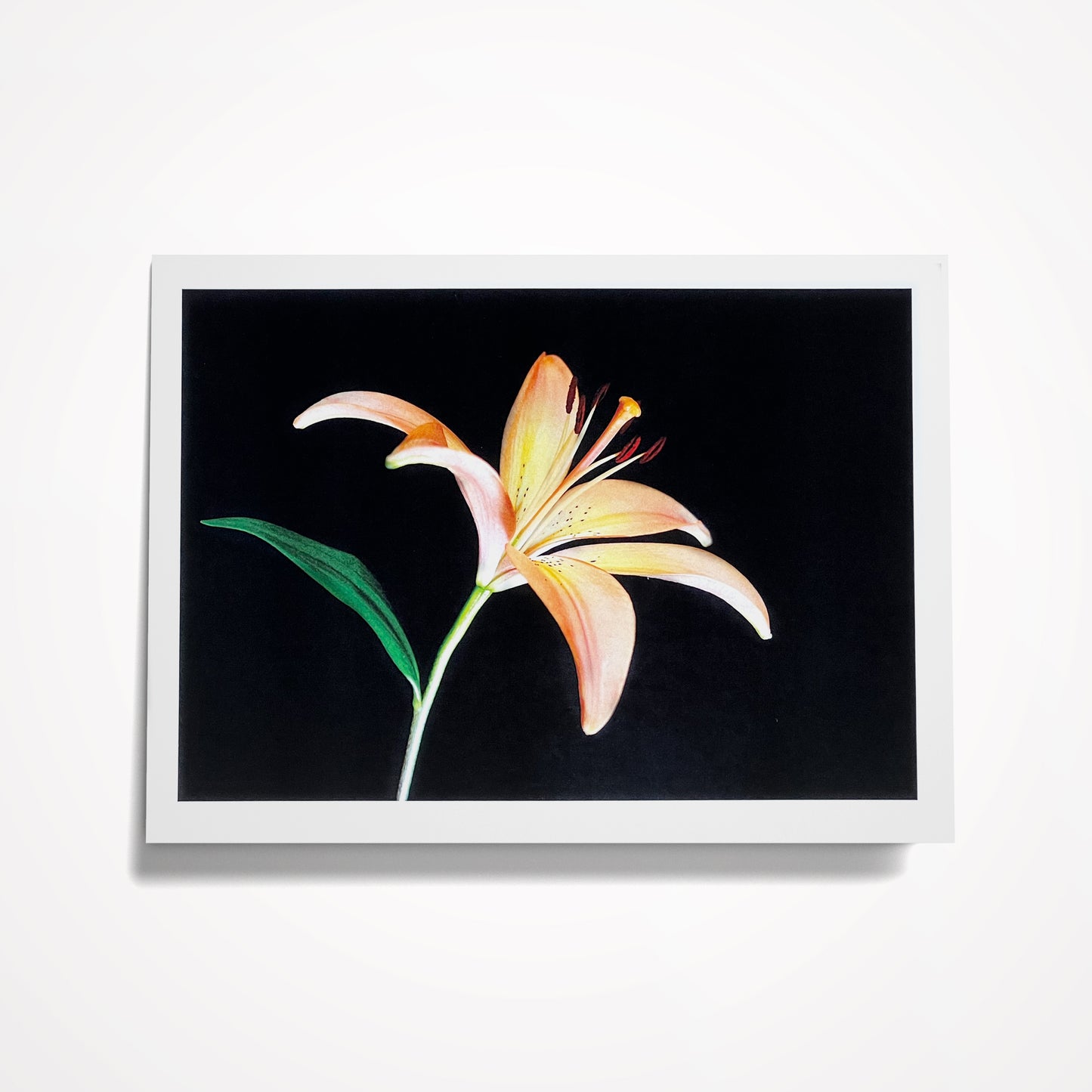 SET 1: (8) Assorted 5"x7" Floral Cards on Black; Blank Inside, (click on photo to see entire set)