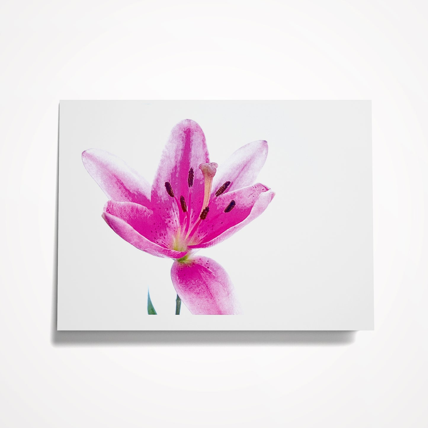 SET 3: (8) Assorted 5"x7" Floral Cards, Blank Inside (click on photo to see entire set)