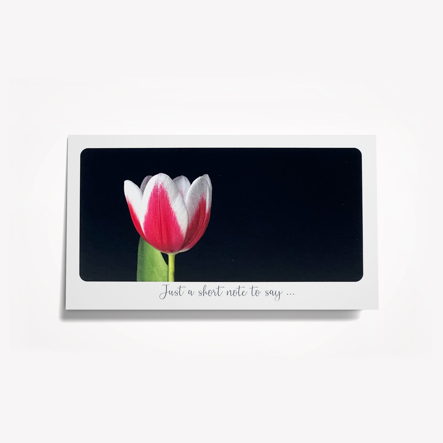 Short Notes: Red and White Tulip on Black. Size: 6.25"x3.5"