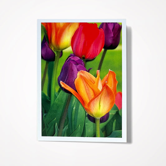 Photo Card, Blank 5"x7": Colorful Tulips