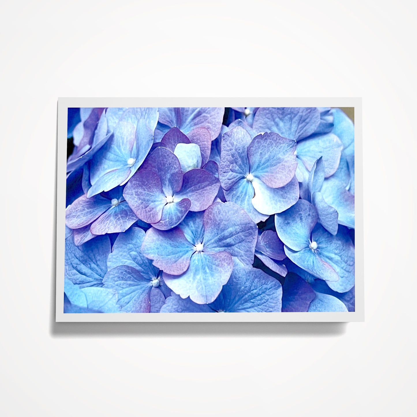 Photo Card, Blank 5"x7": Blue/Purple Hydrangea