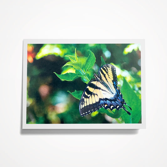 Photo Card, Blank 5"x7": Butterfly with Blue