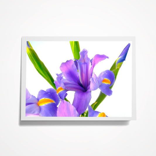 Photo Card, Blank 5"x7": Blue/Purple Iris on White; Fleur-de-lis