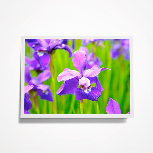 Photo Card, Blank 5"x7": Blue/Purple Iris in Field; Fleur-de-lis