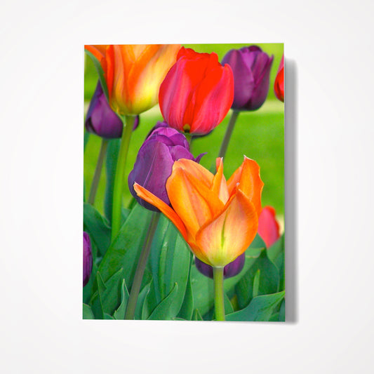MINIATURE ENCLOSURE CARD: Field of Tulips. Blank Inside. Folded to size: 2.5"x 3.5"