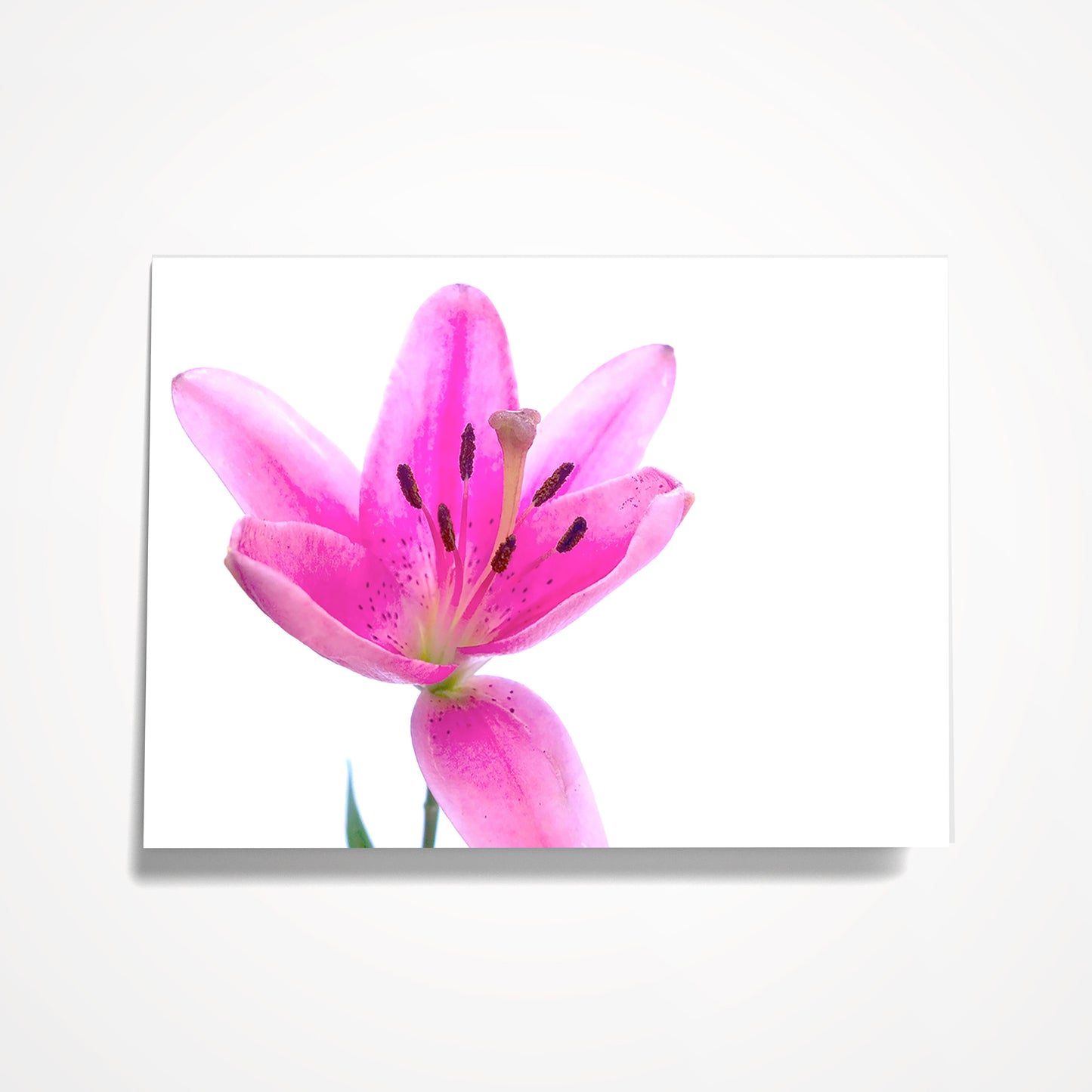 MINIATURE ENCLOSURE CARD: Pink Flower on White.  Blank Inside. Folded to size: 2.5"x 3.5"