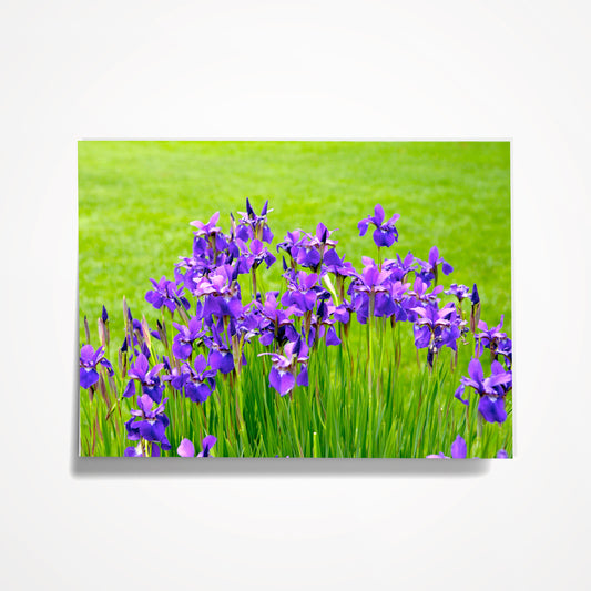 MINIATURE ENCLOSURE CARD: Blue/Purple Field of Irises.  Blank Inside. Folded to size: 2.5"x 3.5"