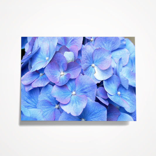 MINIATURE ENCLOSURE CARD:  Blue/Purple Hydrangea.  Blank Inside. Folded to size: 2.5"x 3.5"