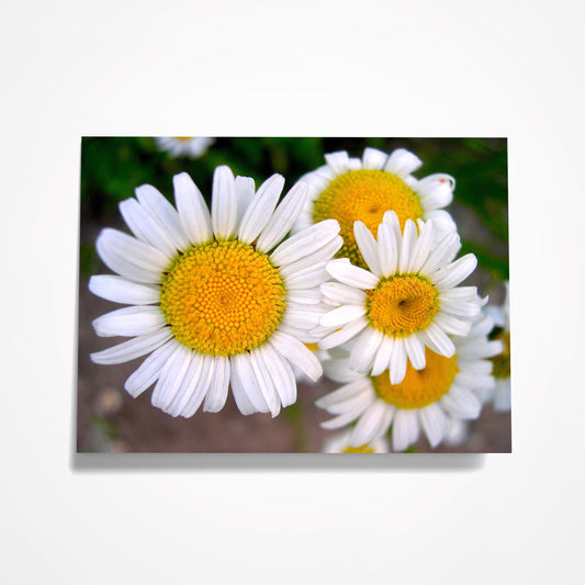 MINIATURE ENCLOSURE CARD: White Hippie Daisies. Blank Inside. Folded to size: 2.5"x 3.5"