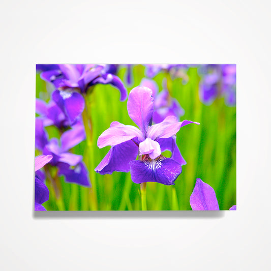 MINIATURE ENCLOSURE CARD: Blue/Purple Iris in Field; Fleur-de-lis.  Blank Inside. Folded to size: 2.5"x 3.5"