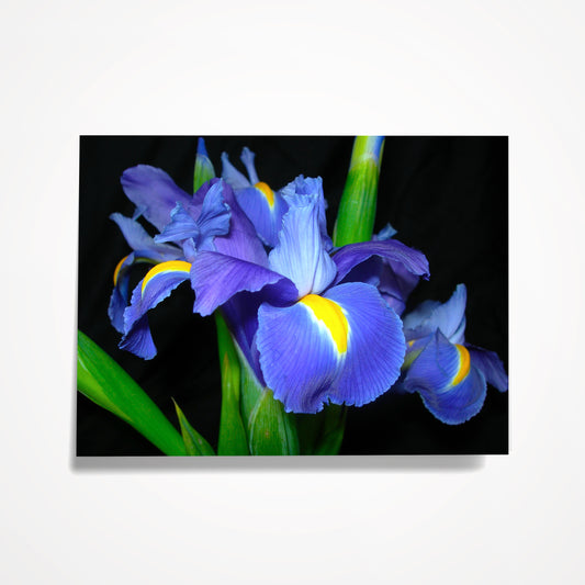 MINIATURE ENCLOSURE CARD: Blue/Purple Iris on Black. Blank Inside. Folded to size: 2.5"x 3.5"