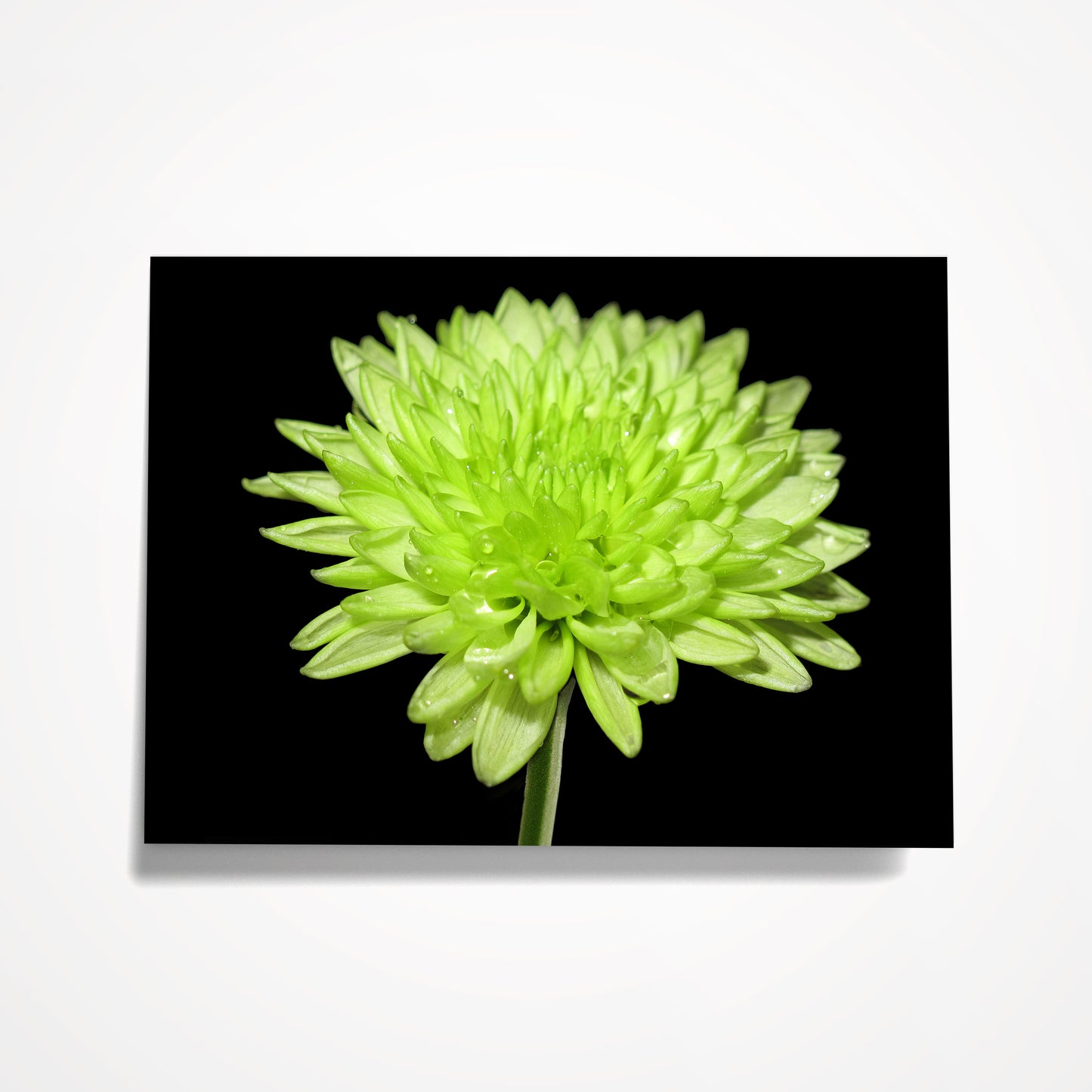 MINIATURE ENCLOSURE CARD: Lime Green Mum on Black.  Blank Inside. Folded to size: 2.5"x 3.5"