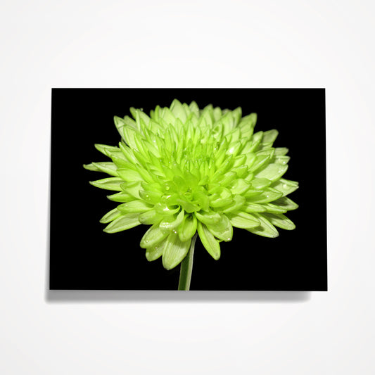 MINIATURE ENCLOSURE CARD: Lime Green Mum on Black. Blank Inside. Folded to size: 2.5"x 3.5"