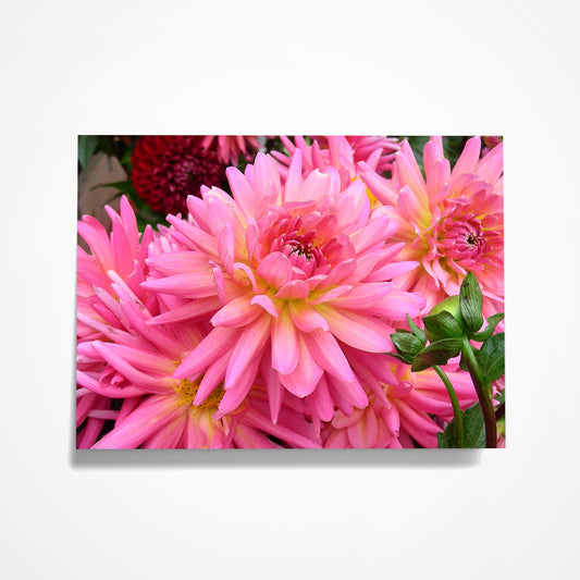 MINIATURE ENCLOSURE CARD: Pink Mums.  Blank Inside. Folded to size: 2.5"x 3.5"