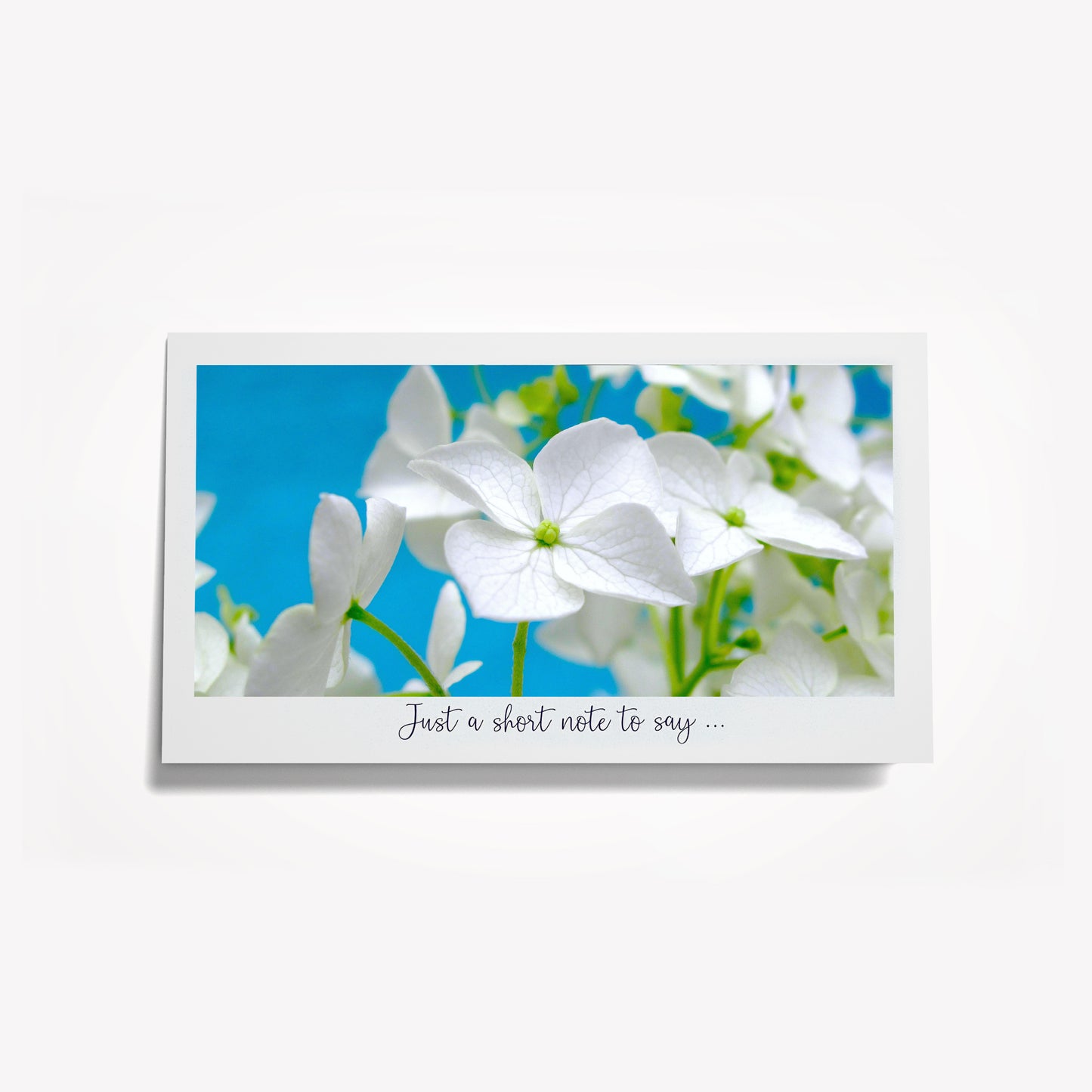 Short Notes: White Hydrangea on Blue. Size: 6.25"x3.5"