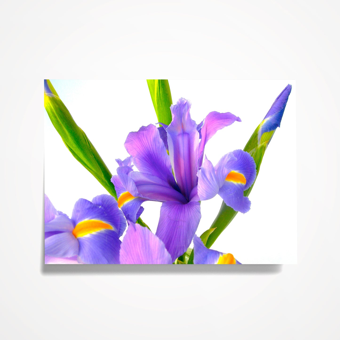 MINIATURE ENCLOSURE CARD: Blue/Purple Iris on White; Fleur-de-lis.  Blank Inside. Folded to size: 2.5"x 3.5"