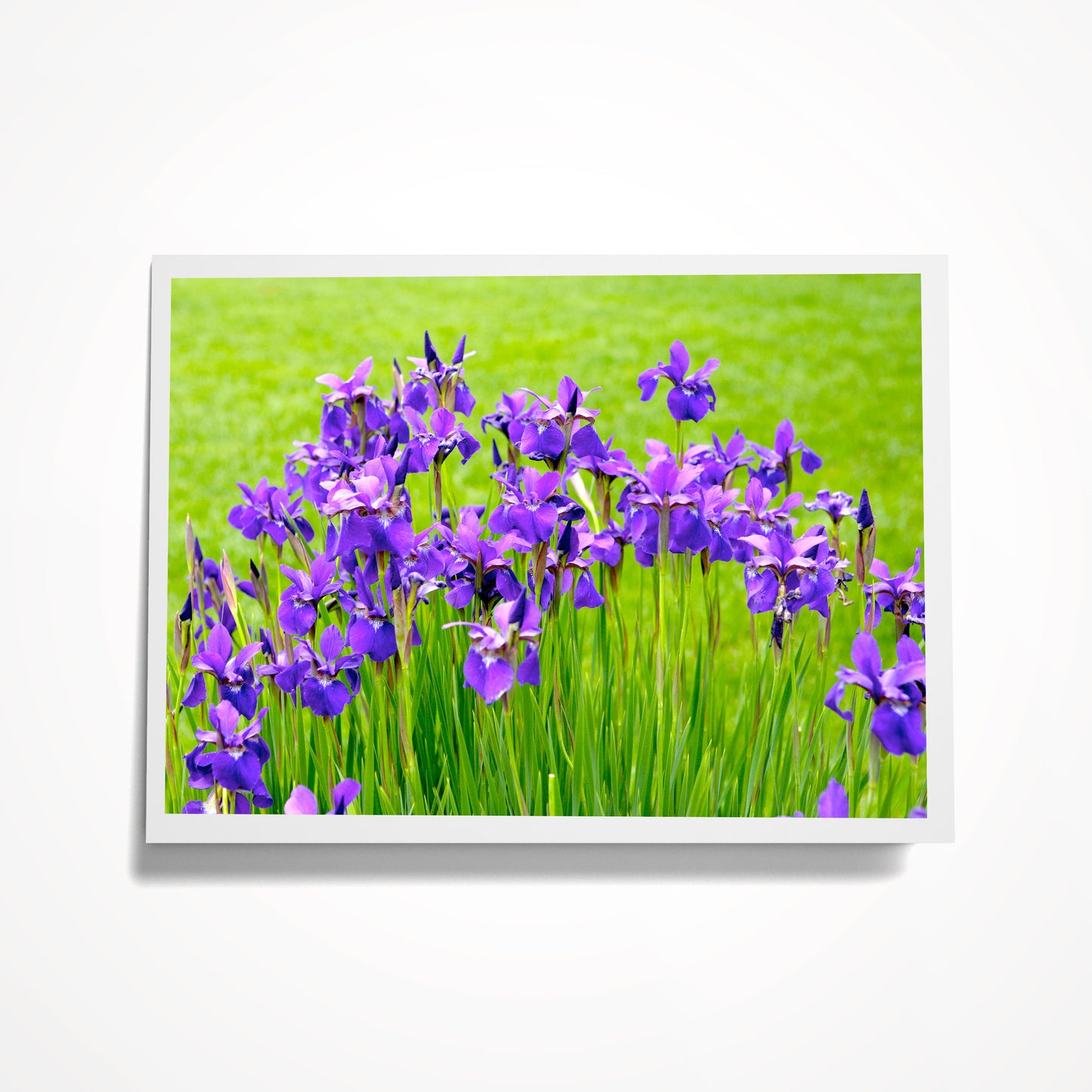 Photo Card, Blank 5"x7": Blue Purple Field of Irises