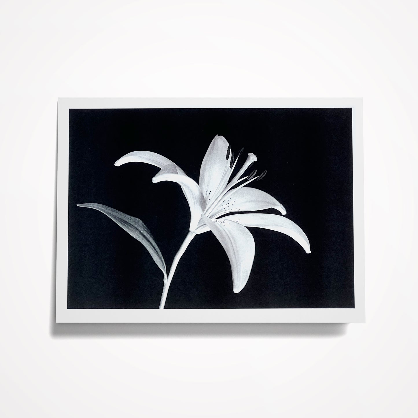 Photo Card, Blank 5"x7": Black and White Lily; Style 2