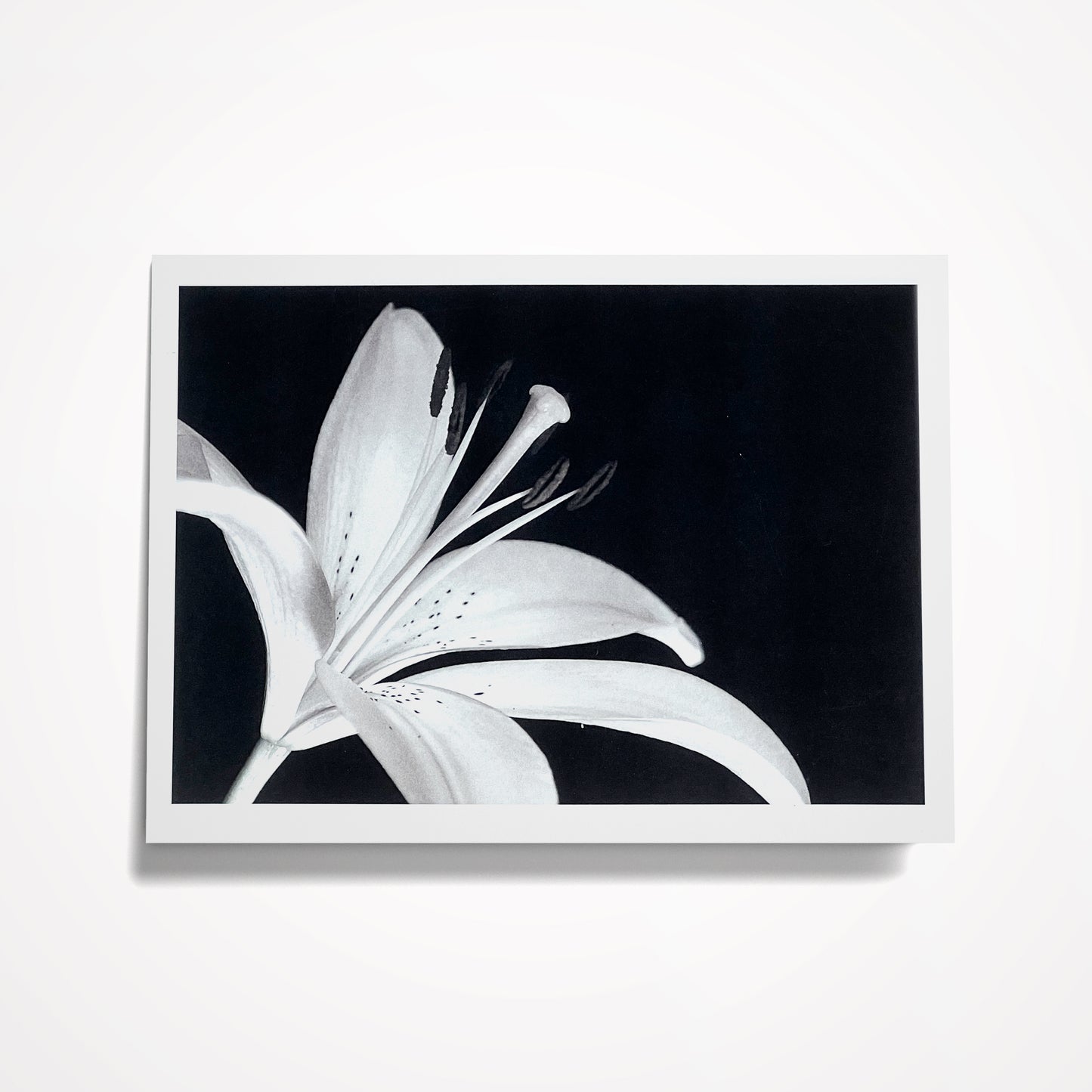 Photo Card, Blank 5"x7": Black and White Lily; Style 3