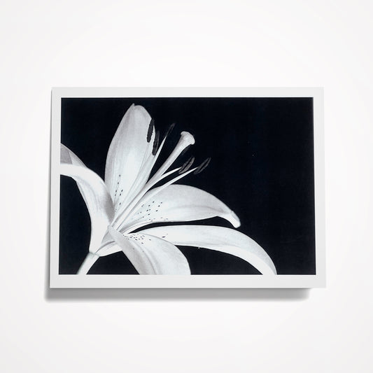 Photo Card, Blank 5"x7": Black and White Lily; Style 3