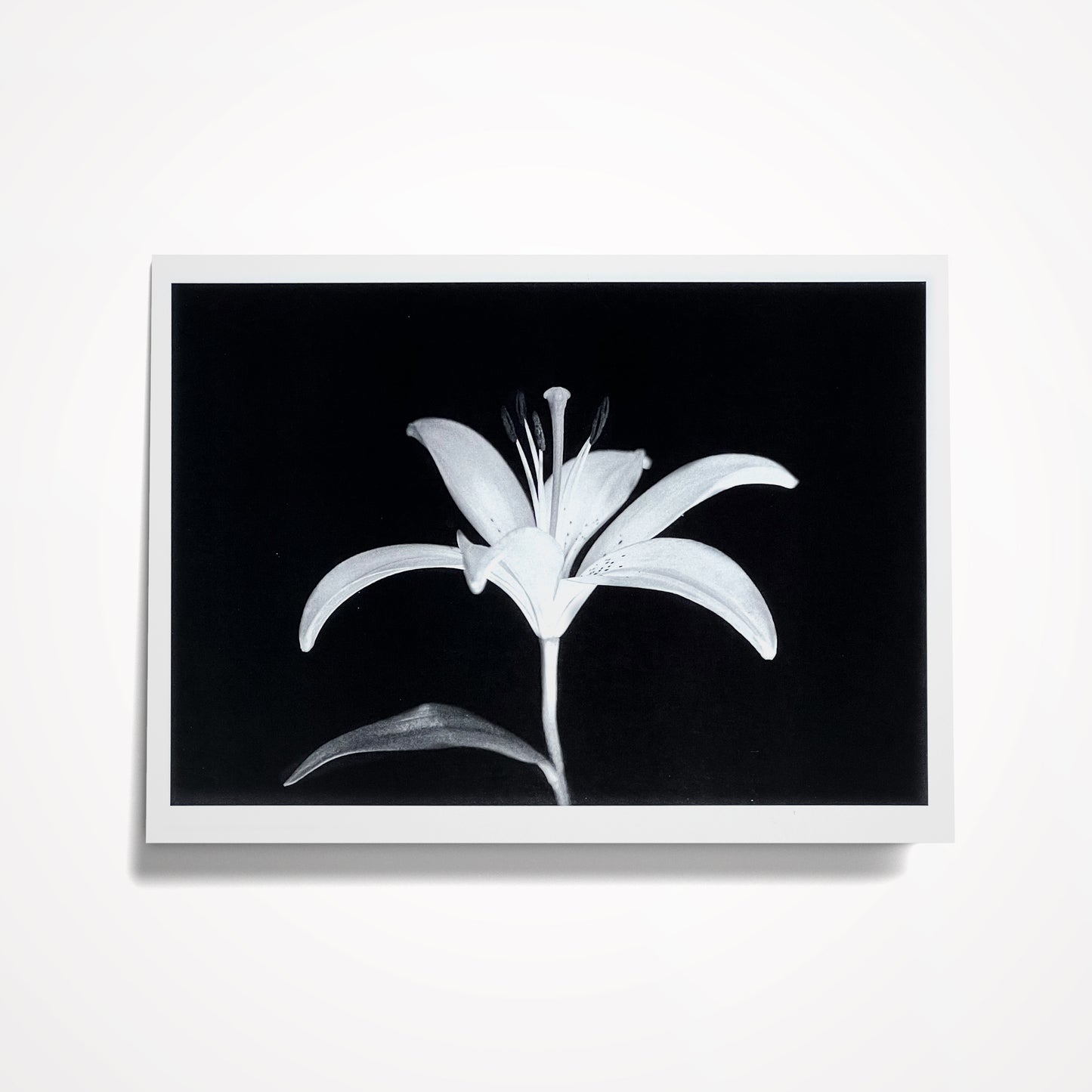 Photo Card, Blank 5"x7": Black and White Lily; Style 1