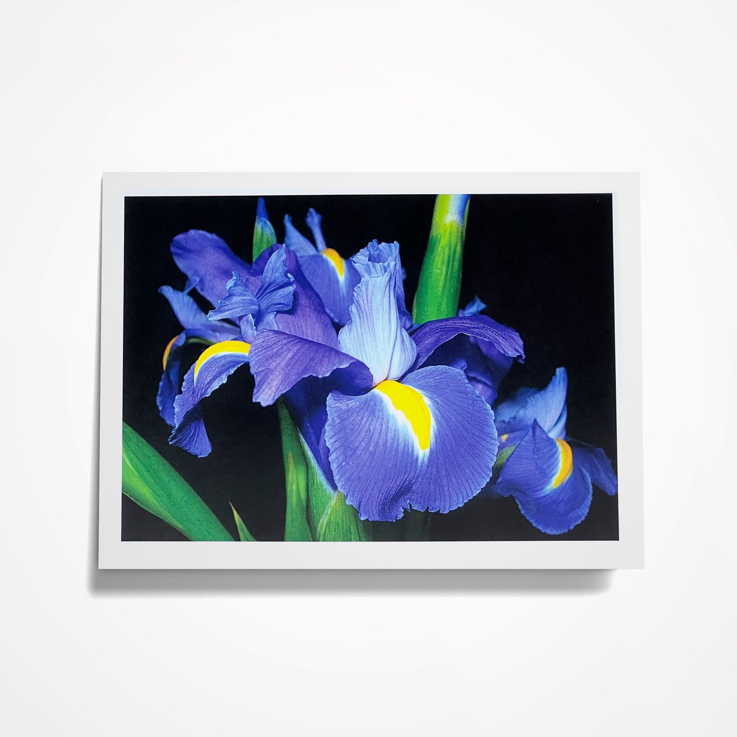 Photo Card, Blank 5"x7": Blue/Purple Iris on Black; Fleur-de-lis