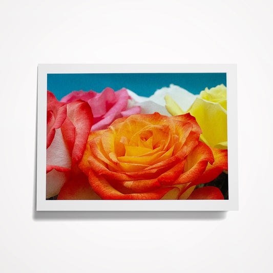 Photo Card, Blank 5"x7":  Colorful Roses