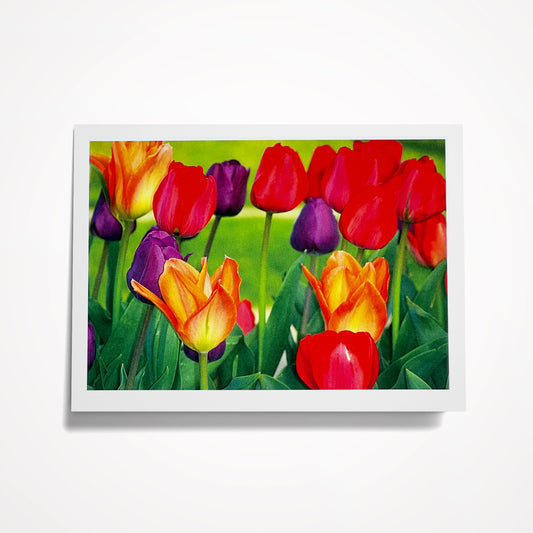 Photo Card, Blank 5"x7": Field of Colorful Tulips
