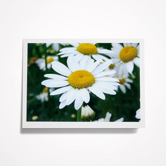 Photo Card, Blank 5"x7":  White Daisy