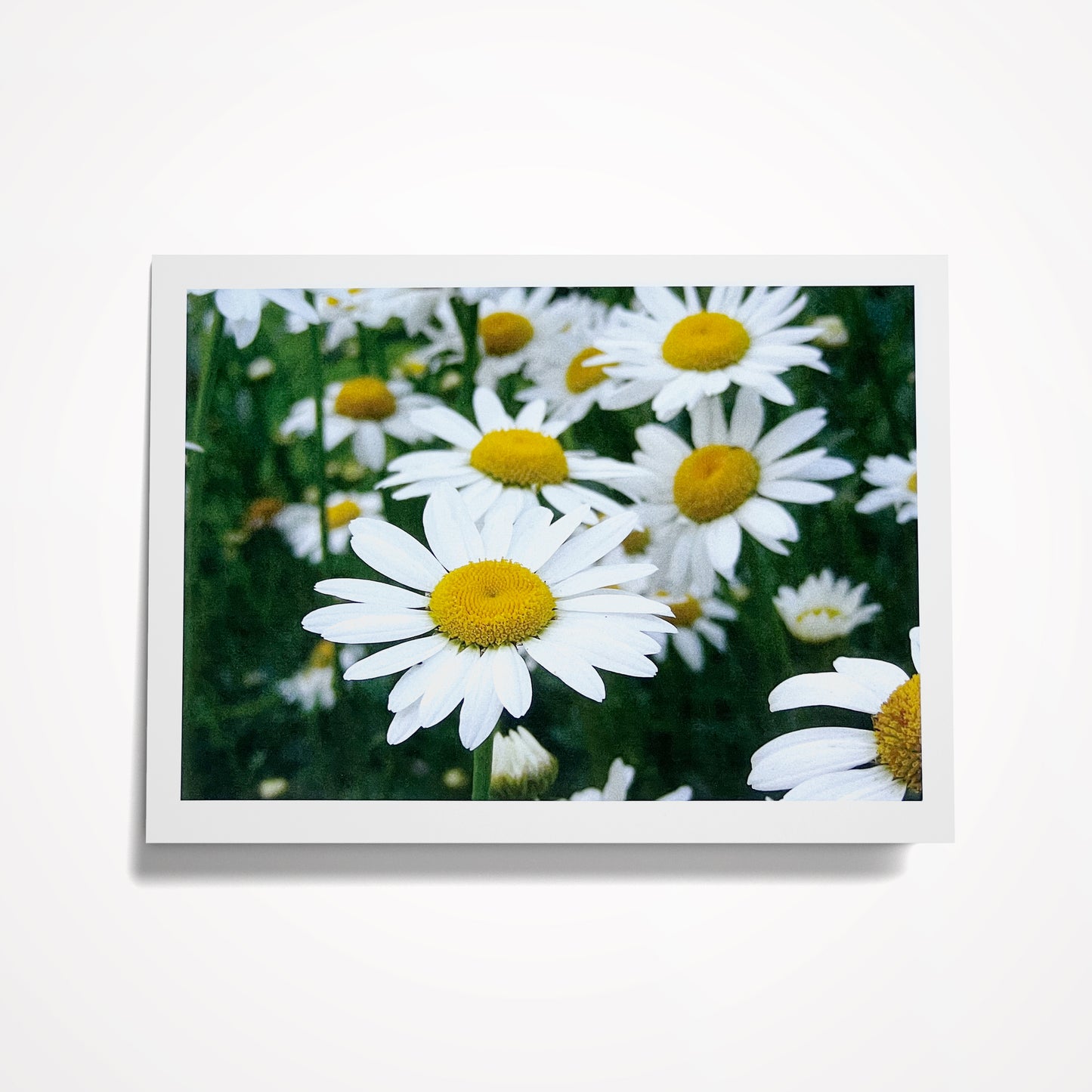 Photo Card, Blank 5"x7":  Field of White Daisies