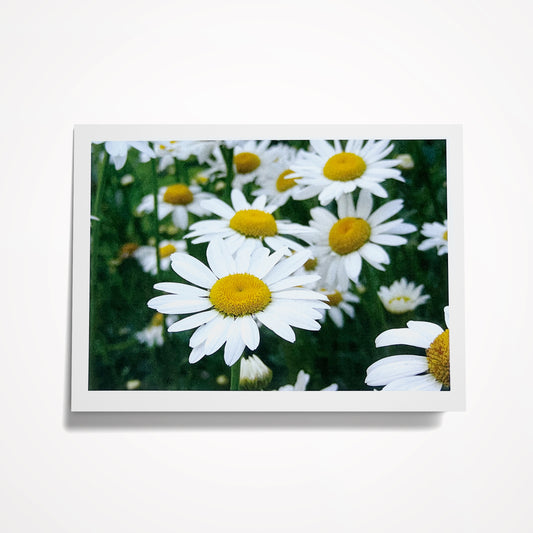 Photo Card, Blank 5"x7": Field of White Daisies