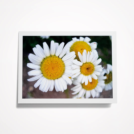 Photo Card, Blank 5"x7": White Hippie Daisies