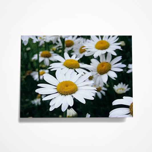 MINIATURE ENCLOSURE CARD: Field of White Daisies. Blank Inside. Folded to size: 2.5"x 3.5"