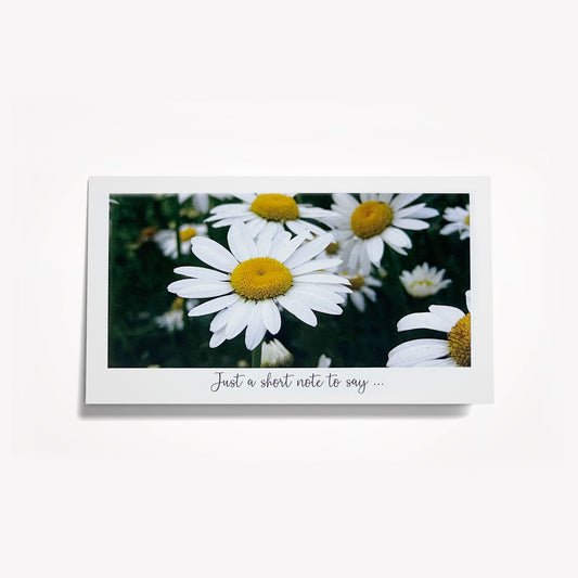 Short Notes: Field of White Daisies. Size: 6.25"x3.5"