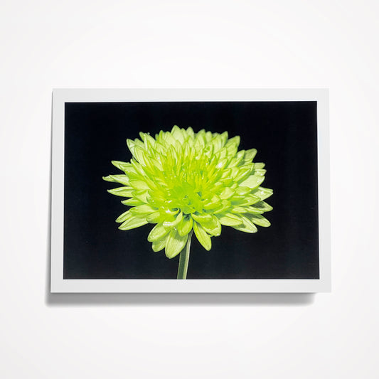 Photo Card, Blank 5"x7": Lime Green Mum on Black