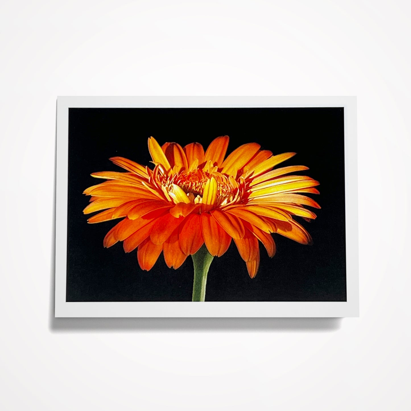 Photo Card, Blank 5"x7": Orange Gerbera Daisy on Black