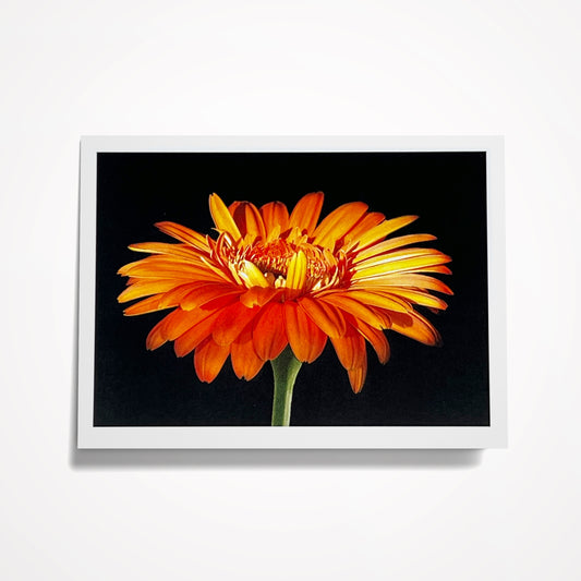 Photo Card, Blank 5"x7": Orange Gerbera Daisy on Black