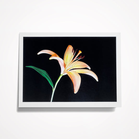 Photo Card, Blank 5"x7": Orange Lily on Black