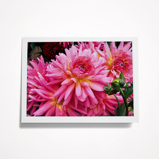 Photo Card, Blank 5"x7":  Beautiful Pink Mums