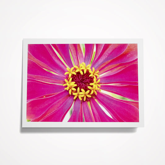 Photo Card, Blank 5"x7": Pink Burst