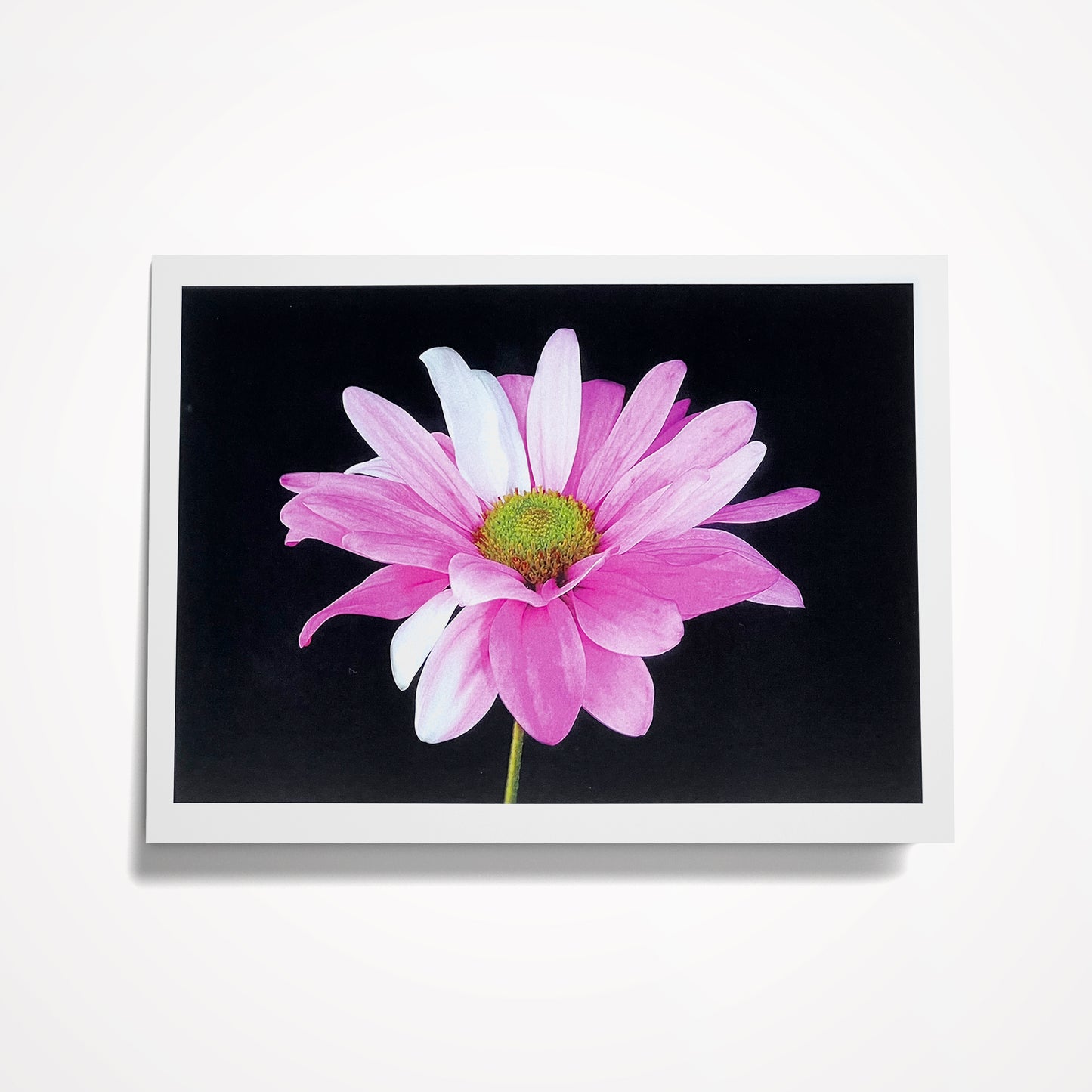 Photo Card, Blank 5"x7": Pink Daisy on Black