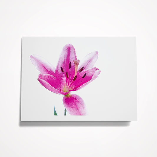 Photo Card, Blank 5"x7": Pink Flower on White