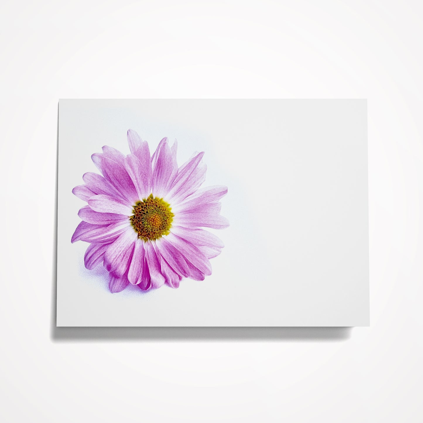 Photo Card, Blank 5"x7": Lavender Pink Daisy on White